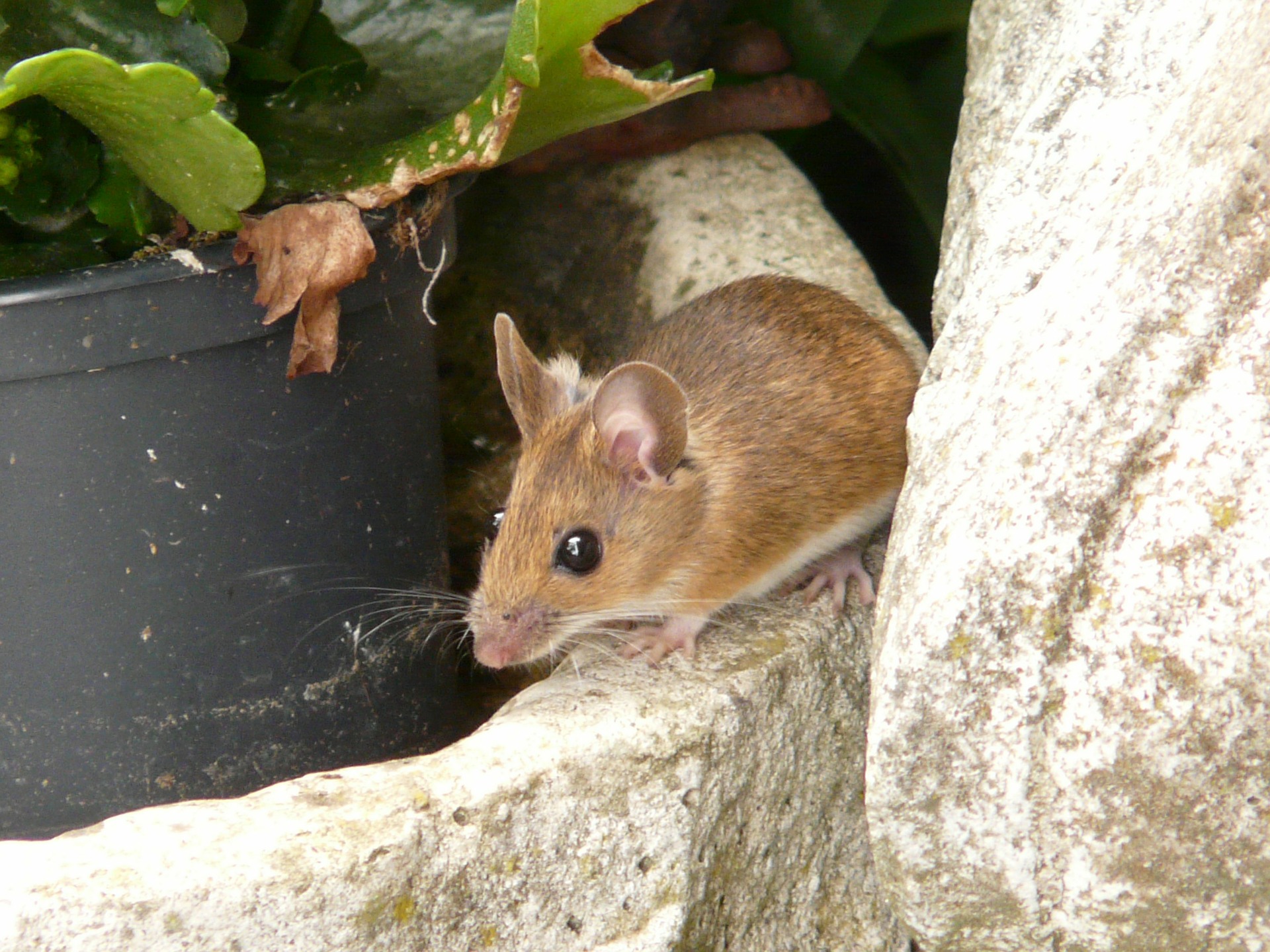 Creepy Critters That Might Lurk In Your Crawlspace