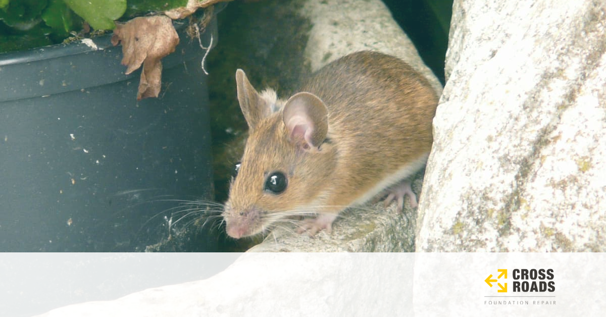 Creepy critters that lurk in your crawl space include animals like mice and rats.