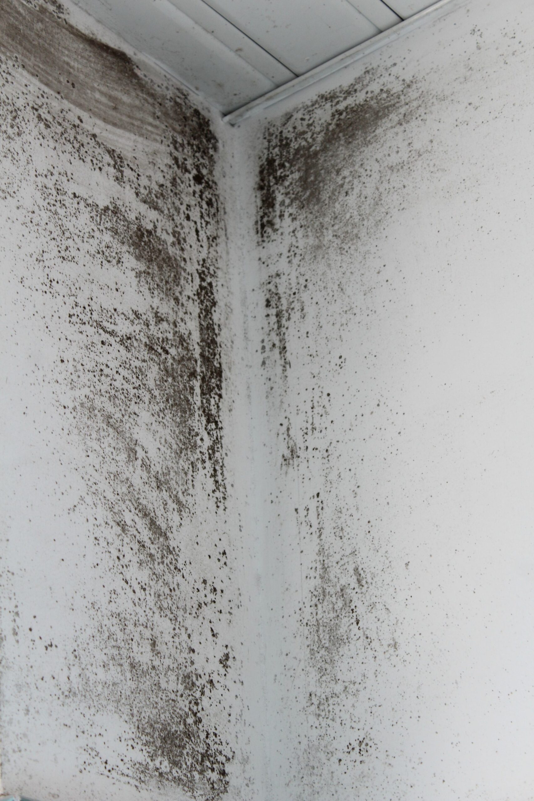Mold growth is one of the common foundation issues in older homes. 