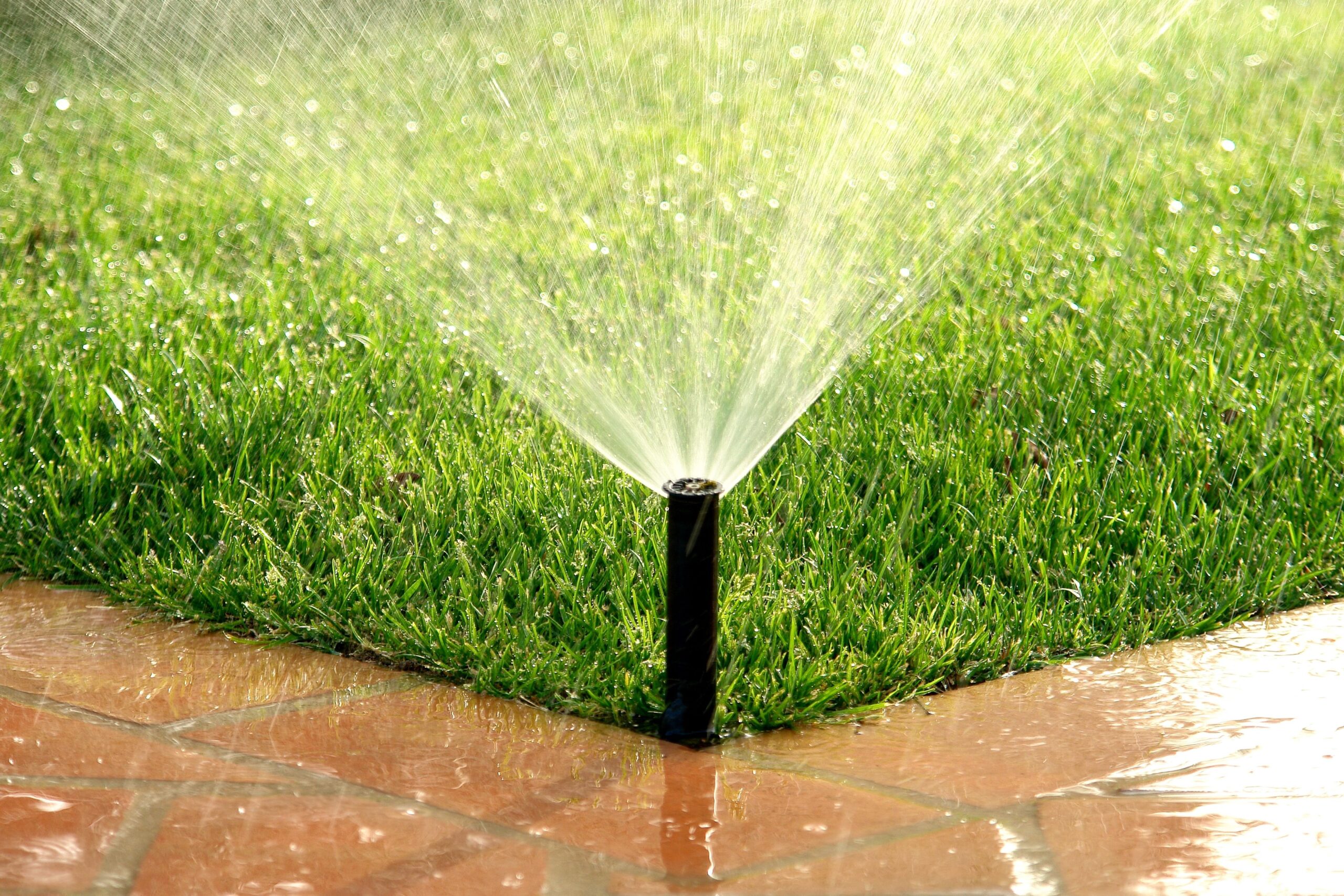 Leaky irrigation system.