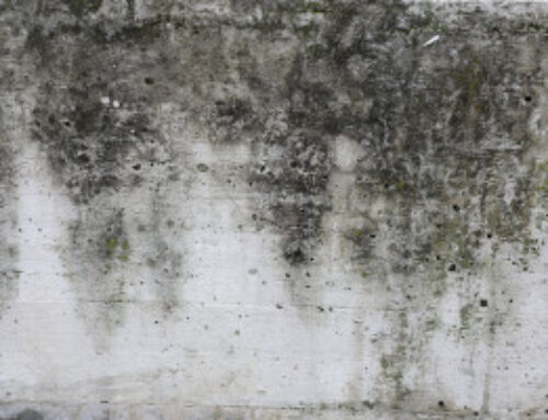 Safeguarding Your Home’s Foundation with the Right Home Dehumidifier